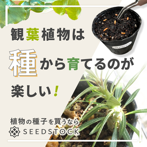 ワールドワイドキッズの中古が安い！激安で譲ります・無料であげます