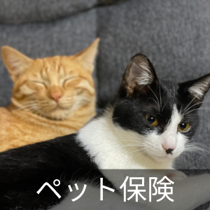 みどりの(茨城県の首都圏新都市鉄道つくばエクスプレス)の猫の里親募集