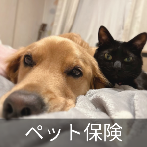 アプリコットの里親募集 無料であげます・譲ります｜ジモティー